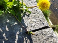 Wirf deinen Schatten auf die Mauer